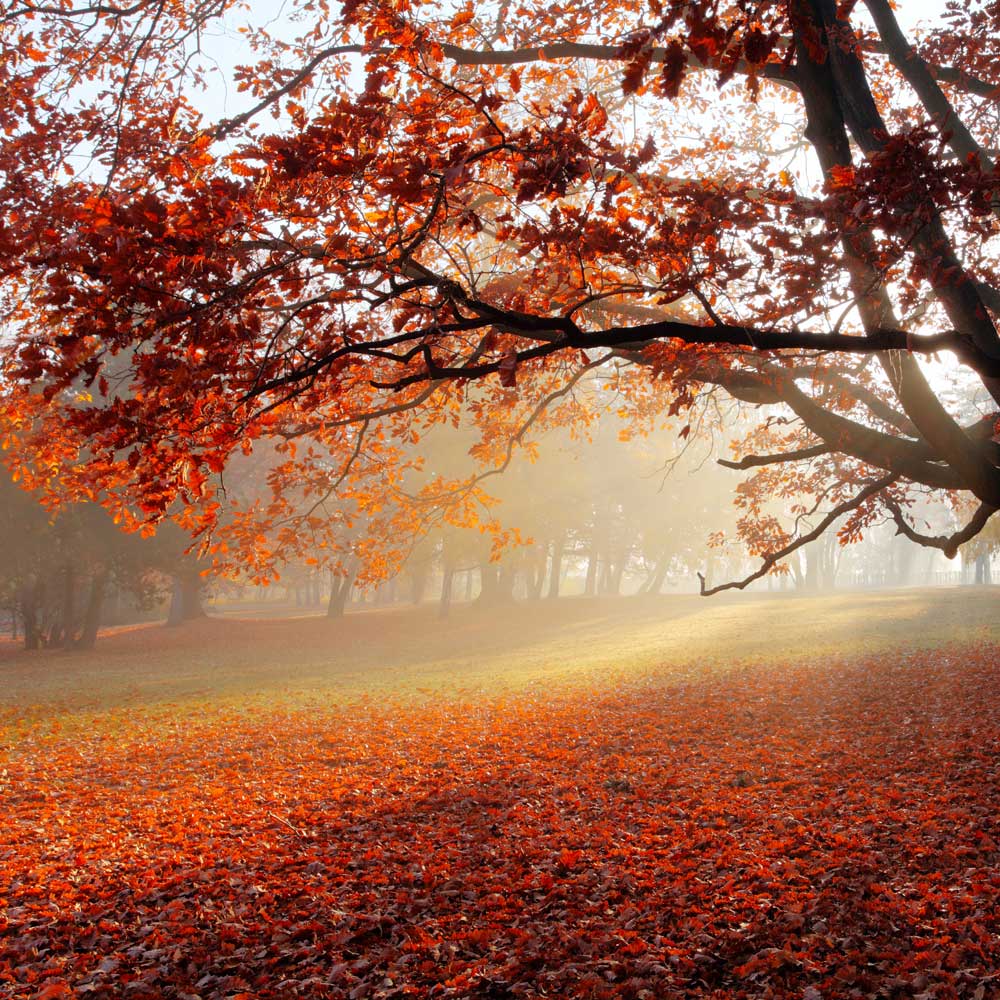 "Autumn Scenes"