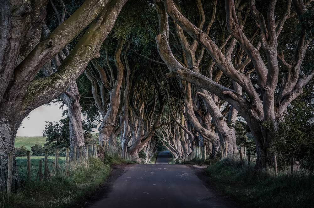 The Great Outdoors - The Dark Hedges of County Antrim (#TGO_07)
