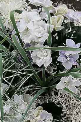 Blossoming - Untitled (#AA_BLOSSOMING_01)