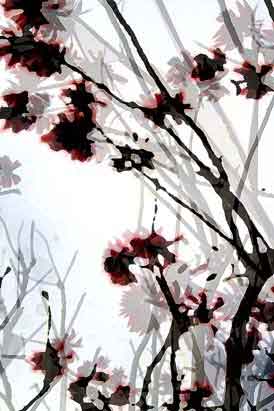 Blossoming - Untitled (#AA_BLOSSOMING_04)