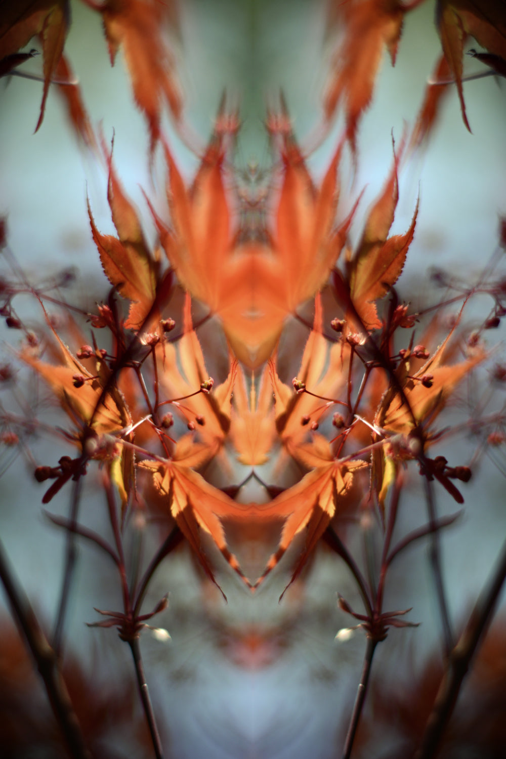 Distracturals - Acer No1 Series #1, Whitehall Park, North London (#DISTR_01)