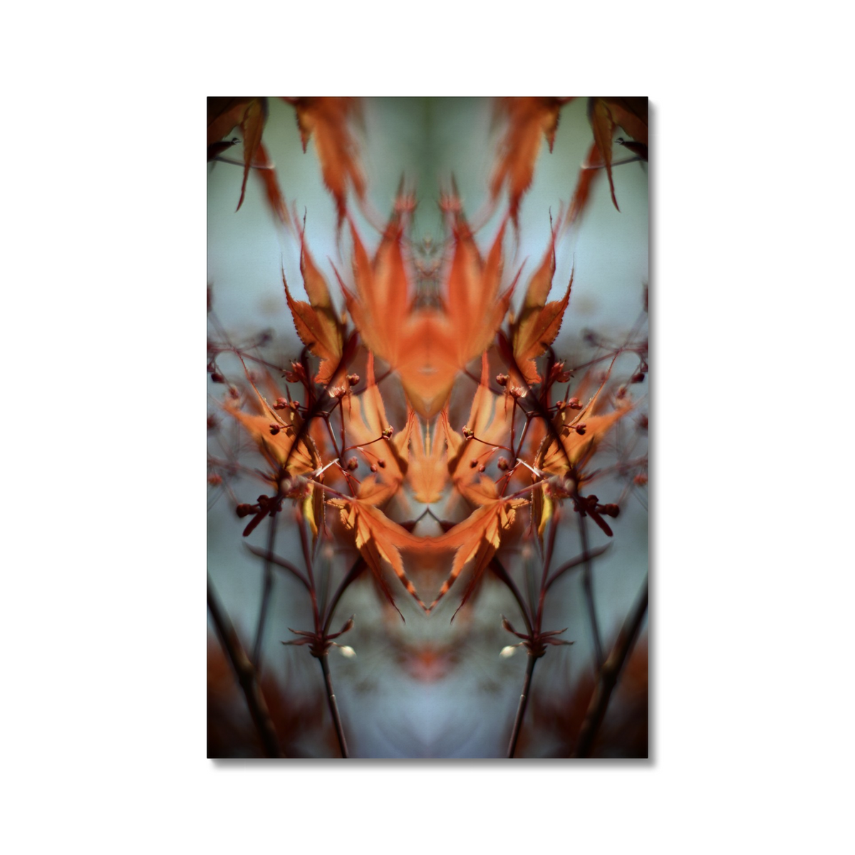 Distracturals - Acer No1 Series #1, Whitehall Park, North London (#DISTR_01)