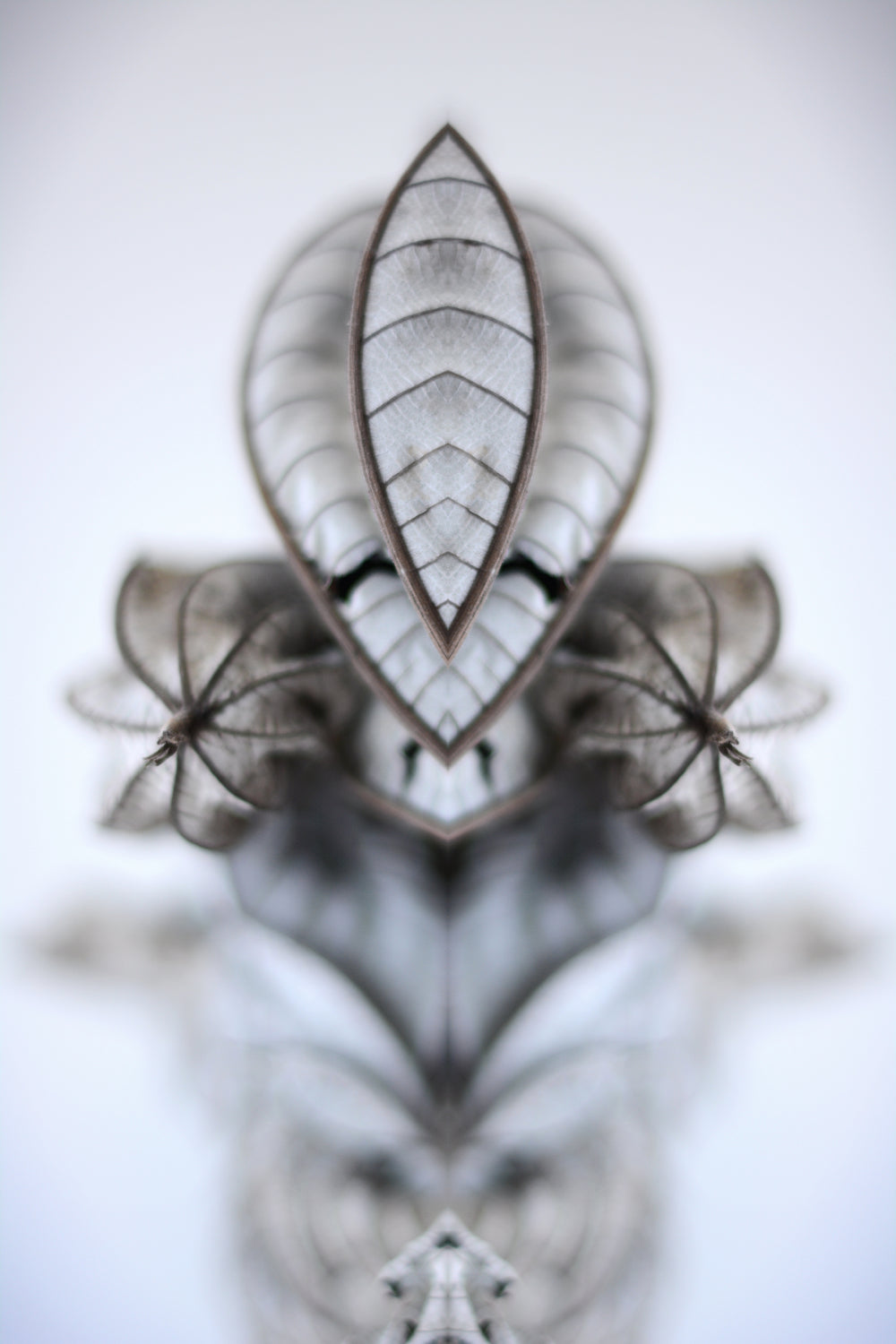 Distracturals - Guarumo Leaf No1 Series #1, Slopes of Madera Volcano, Nicaragua (#DISTR_02)