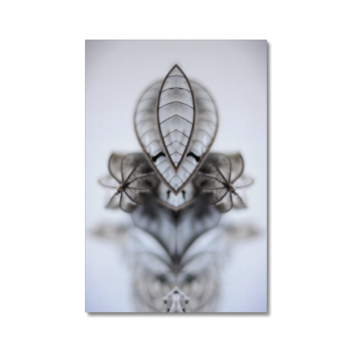 Distracturals - Guarumo Leaf No1 Series #1, Slopes of Madera Volcano, Nicaragua (#DISTR_02)