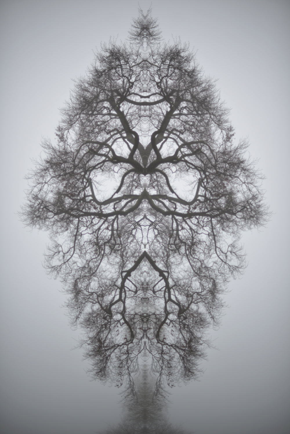 Distracturals - Heath Trees No1 Series #5, Hampstead Heath, North London (#DISTR_03)