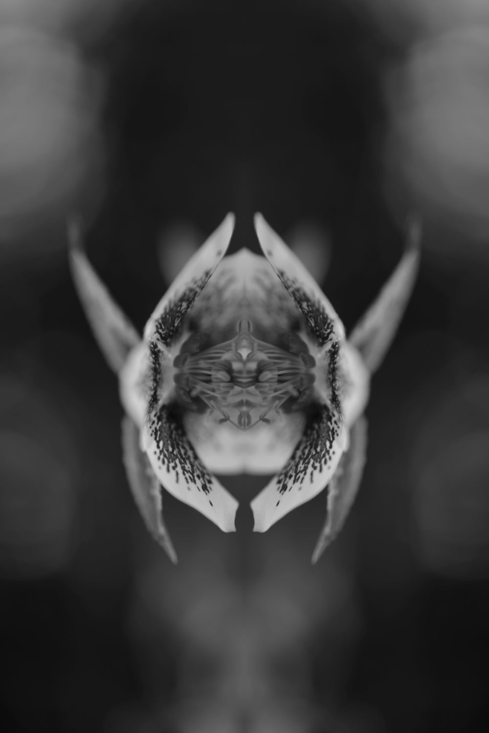 Distracturals - Hellebore B+W No1 Series #2, Highgate, North London (#DISTR_04)