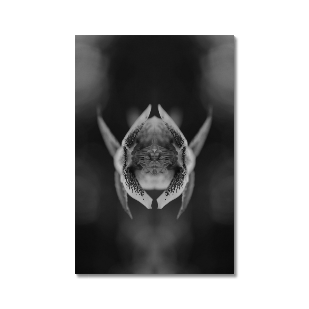 Distracturals - Hellebore B+W No1 Series #2, Highgate, North London (#DISTR_04)