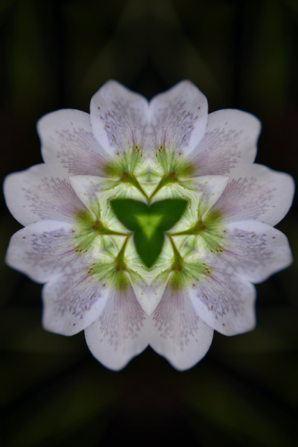 Distracturals - Hellebore No2 Series #2, Highgate, North London (#DISTR_05)