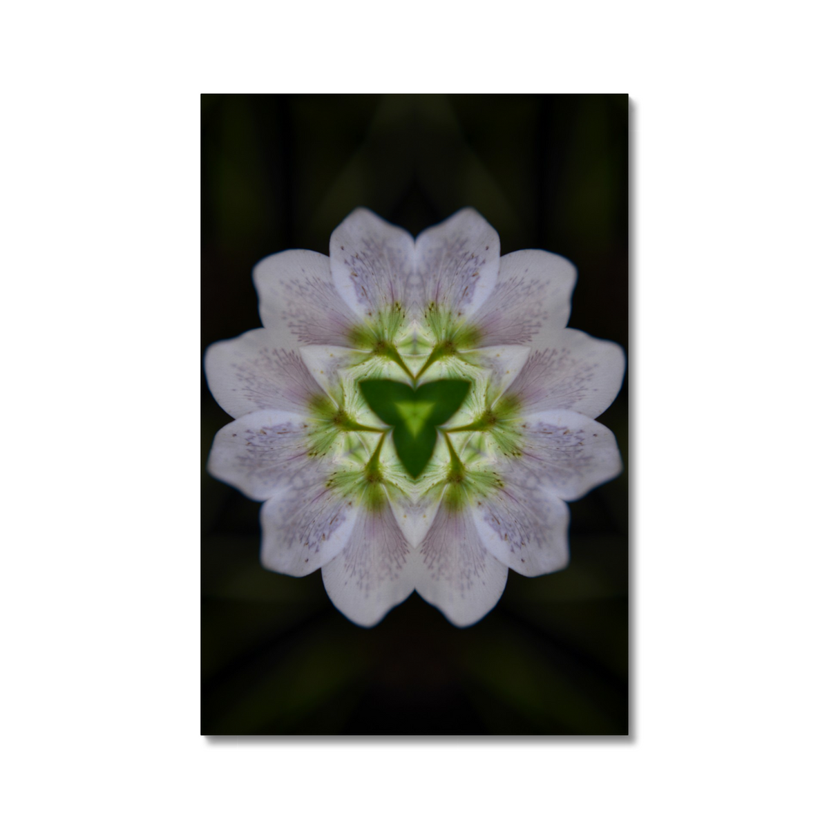 Distracturals - Hellebore No2 Series #2, Highgate, North London (#DISTR_05)
