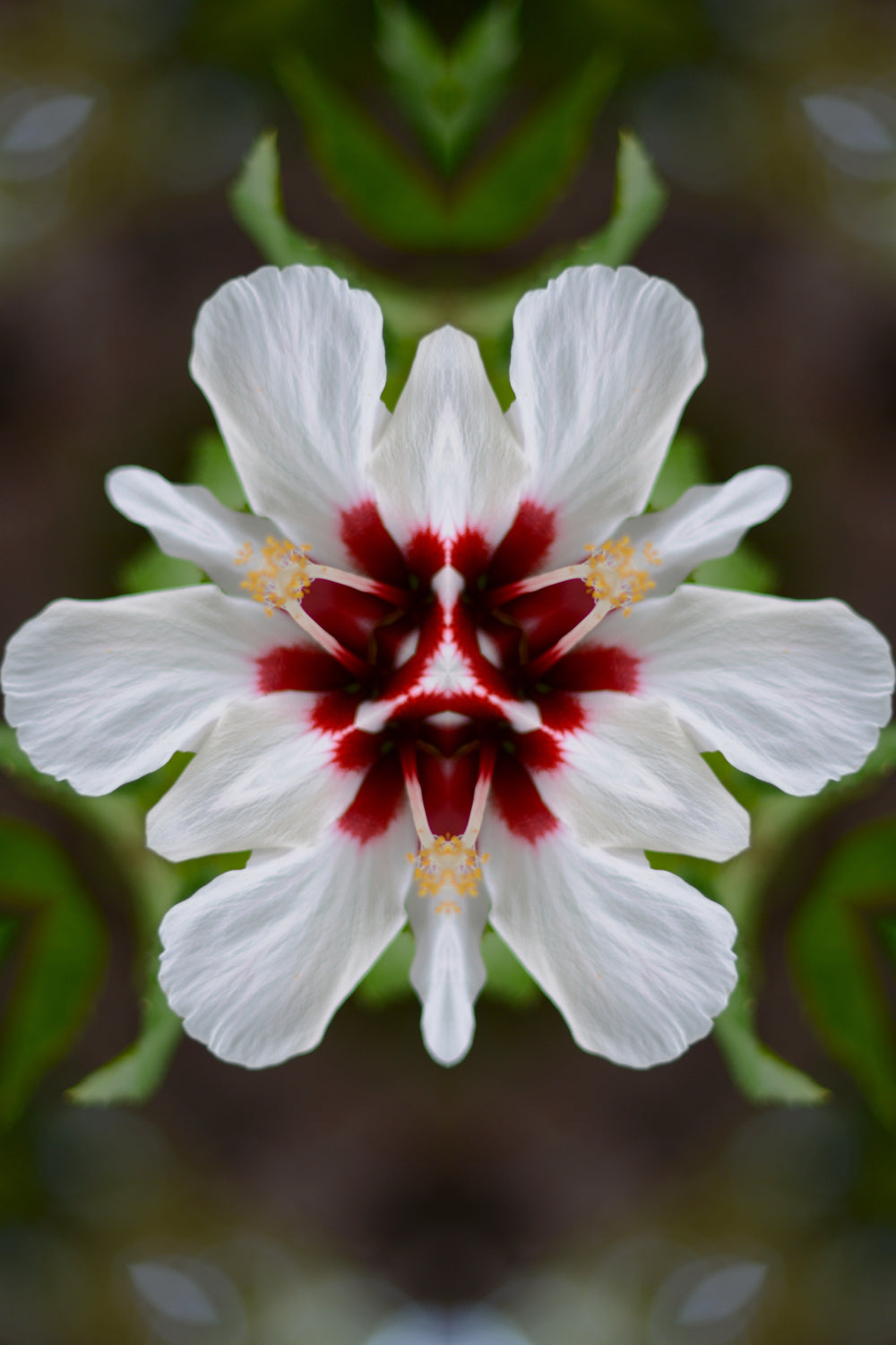 Distracturals - Hibiscus No2 Series #2 Slopes of Madera Volcano, Ometepe, Nicaragua (#DISTR_06)