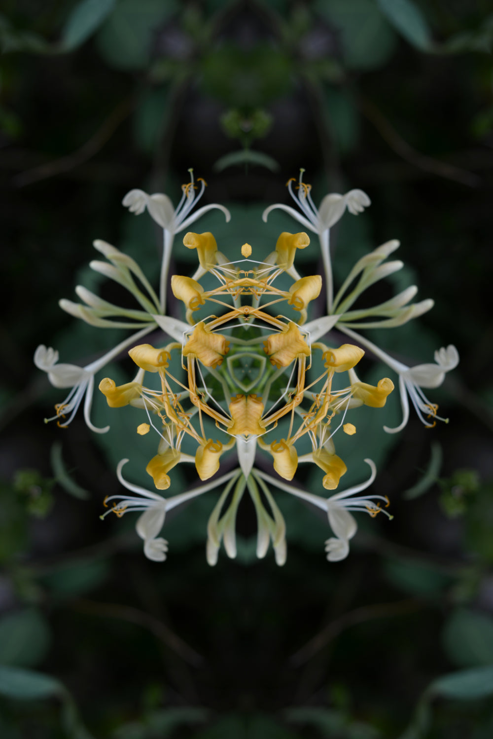 Distracturals - Honeysuckle No2 Series #1, Whitehall Park, North London (#DISTR_07)