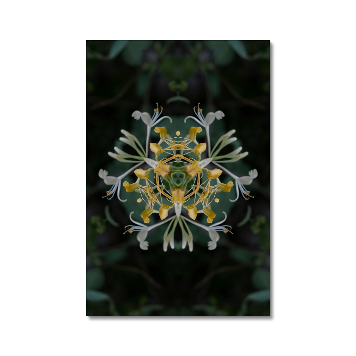 Distracturals - Honeysuckle No2 Series #1, Whitehall Park, North London (#DISTR_07)