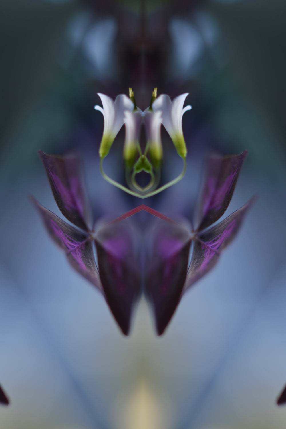 Distracturals - Oxalis No1 Series #3, Clapton, East London (#DISTR_08)