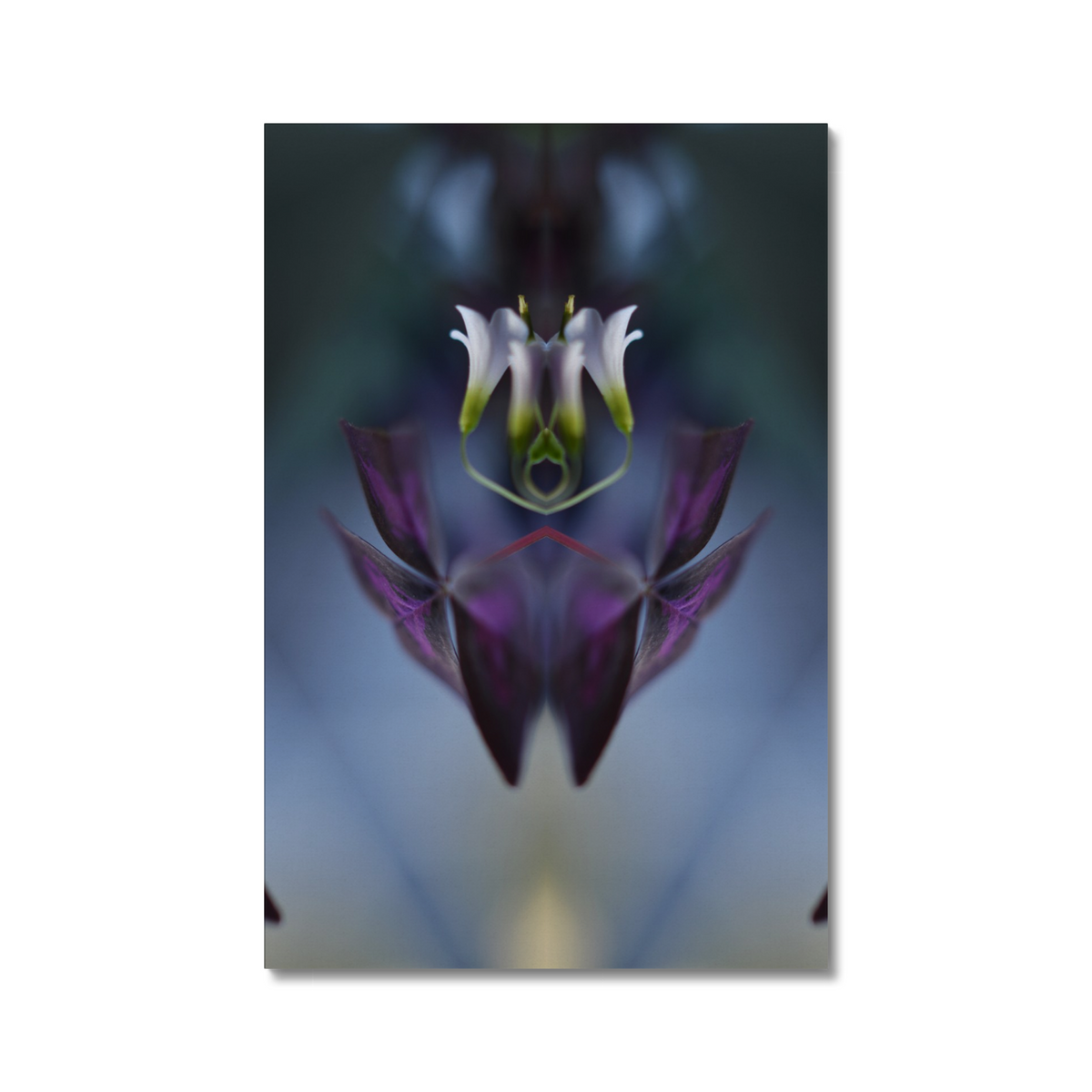 Distracturals - Oxalis No1 Series #3, Clapton, East London (#DISTR_08)