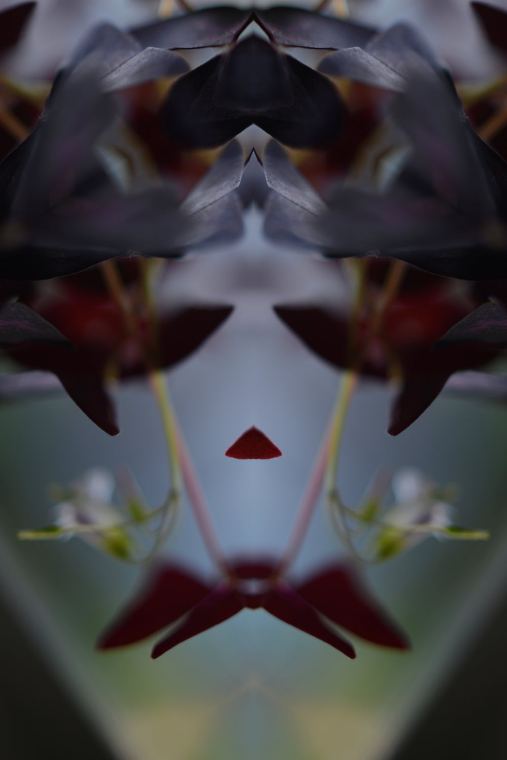 Distracturals - Oxalis No1 Series #1, Clapton, East London (#DISTR_09)