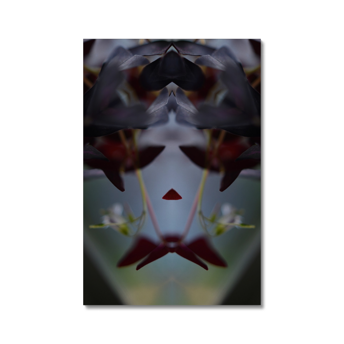 Distracturals - Oxalis No1 Series #1, Clapton, East London (#DISTR_09)