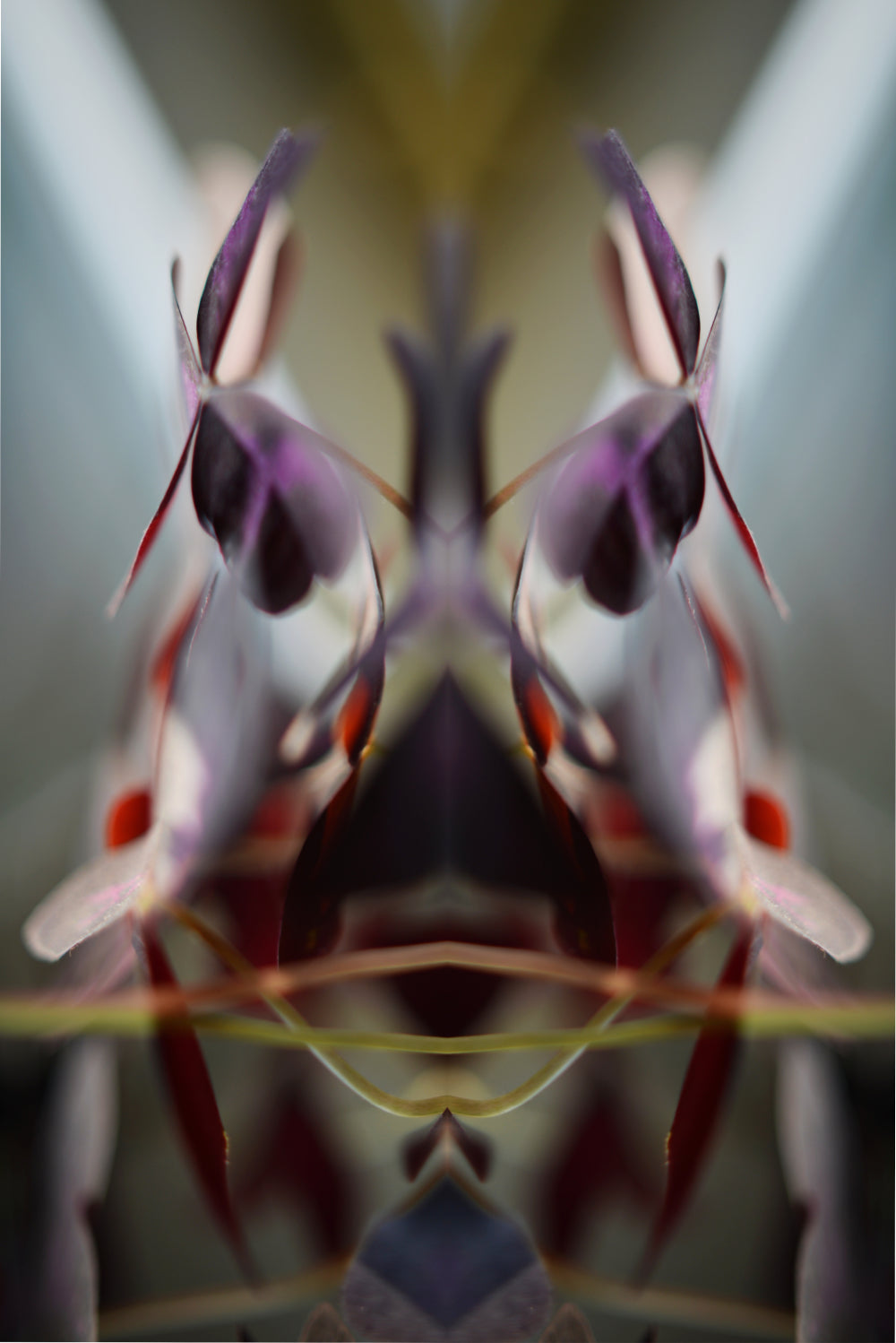 Distracturals - Oxalis No1 Series #2, Clapton, East London (#DISTR_10)