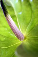 Pure - Anthurium (#AA_DODD_J_3003)