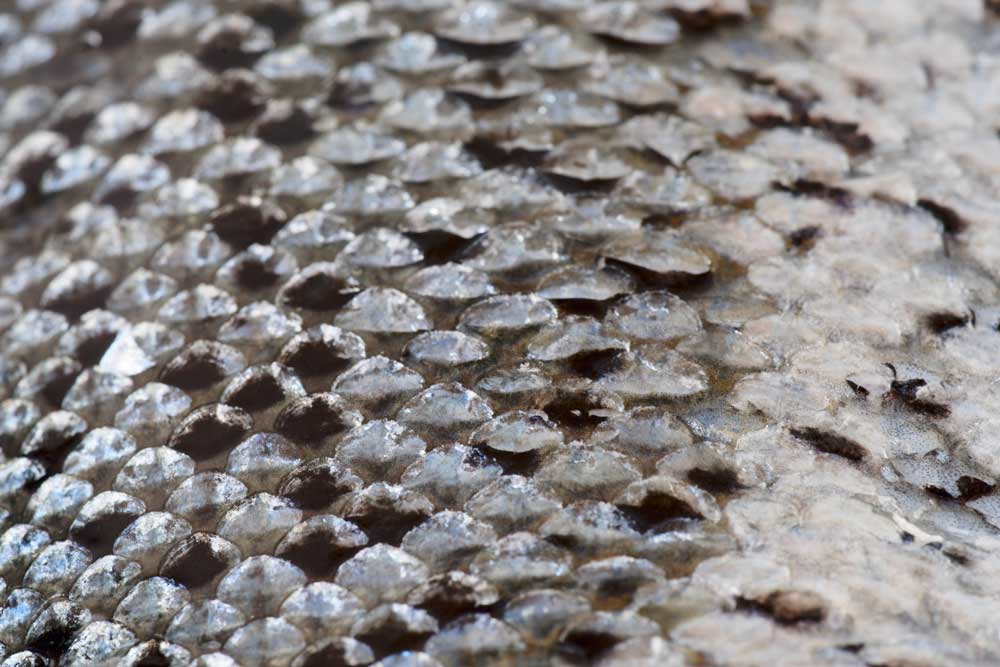 Macro Food - Salmon Scales Close Up (#AA_MFOOD_03)