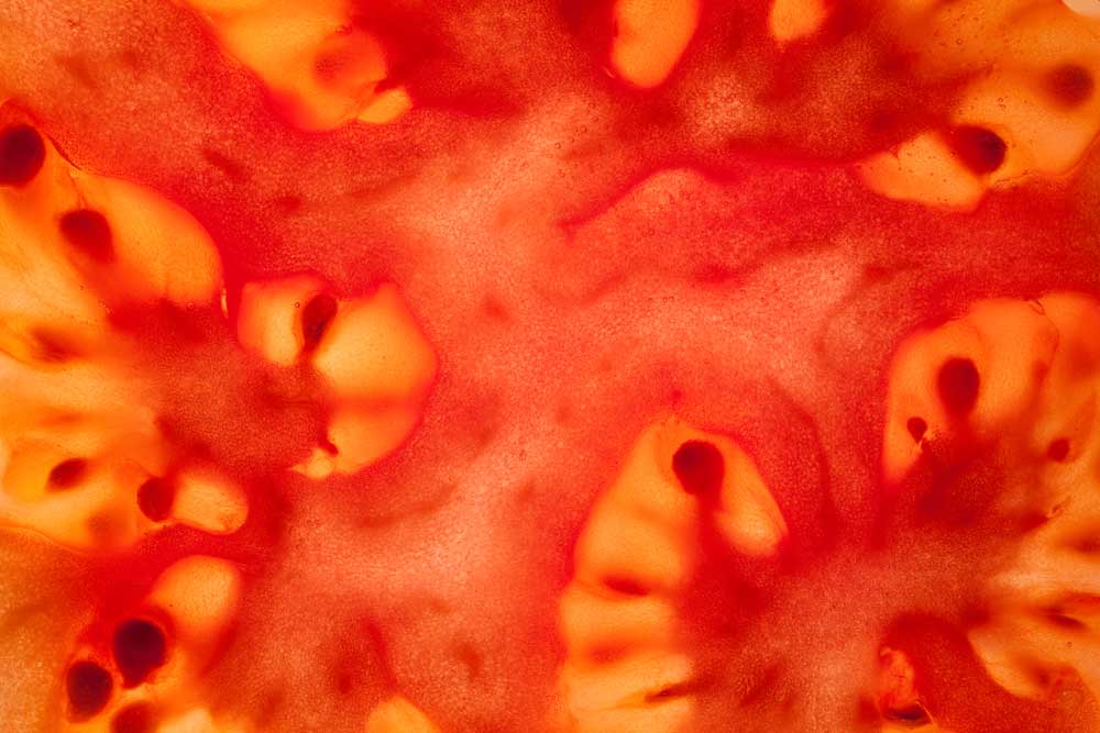 Macro Food - Tomato Slice (#AA_MFOOD_04)