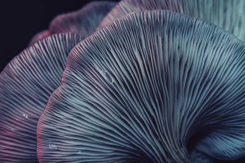 Macro Food - Mushroom Cluster (#AA_MFOOD_22)