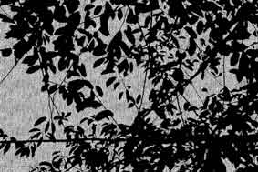 Mono Nature - Untitled (#AA_MONONATURE_03)