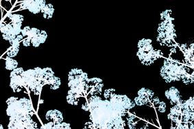 Mono Nature - Untitled (#AA_MONONATURE_04)