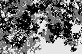 Mono Nature - Untitled (#AA_MONONATURE_05)