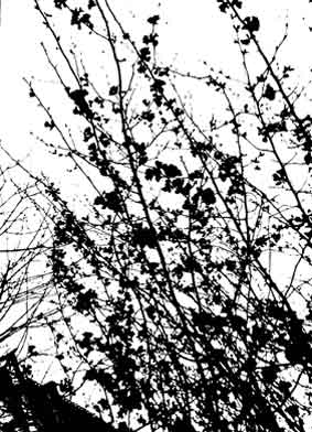 Mono Nature - Untitled (#AA_MONONATURE_06)