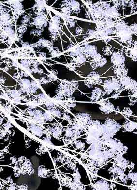 Mono Nature - Untitled (#AA_MONONATURE_09)