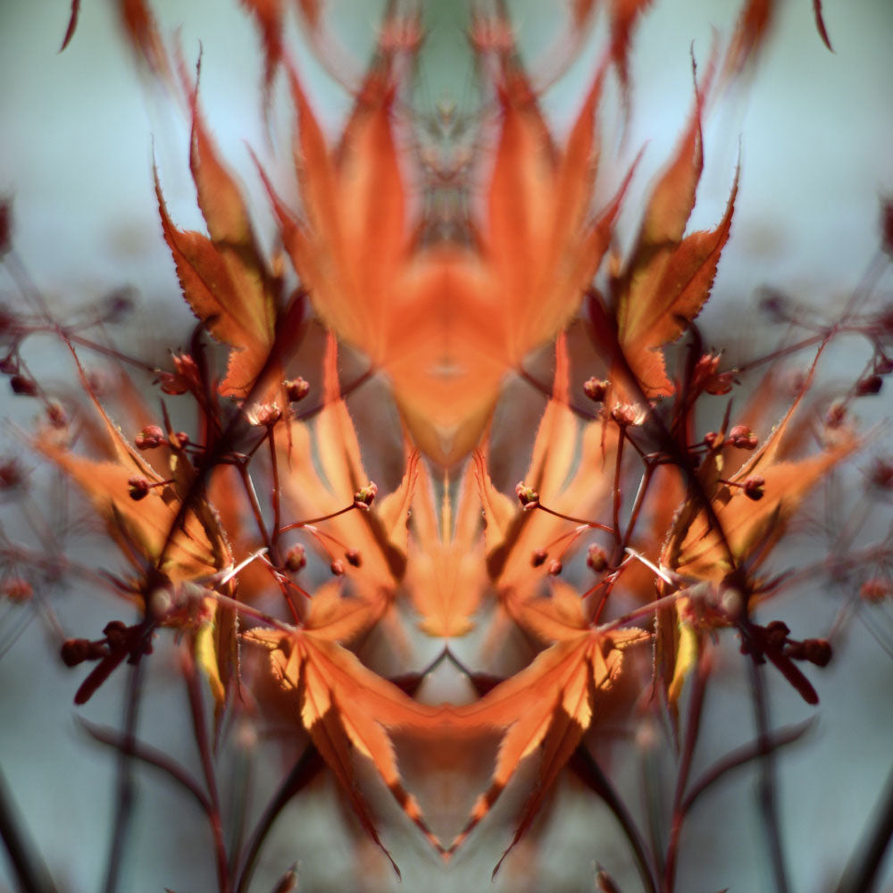 ‘What do you see?’ - Distracturals by Fraser Lawson