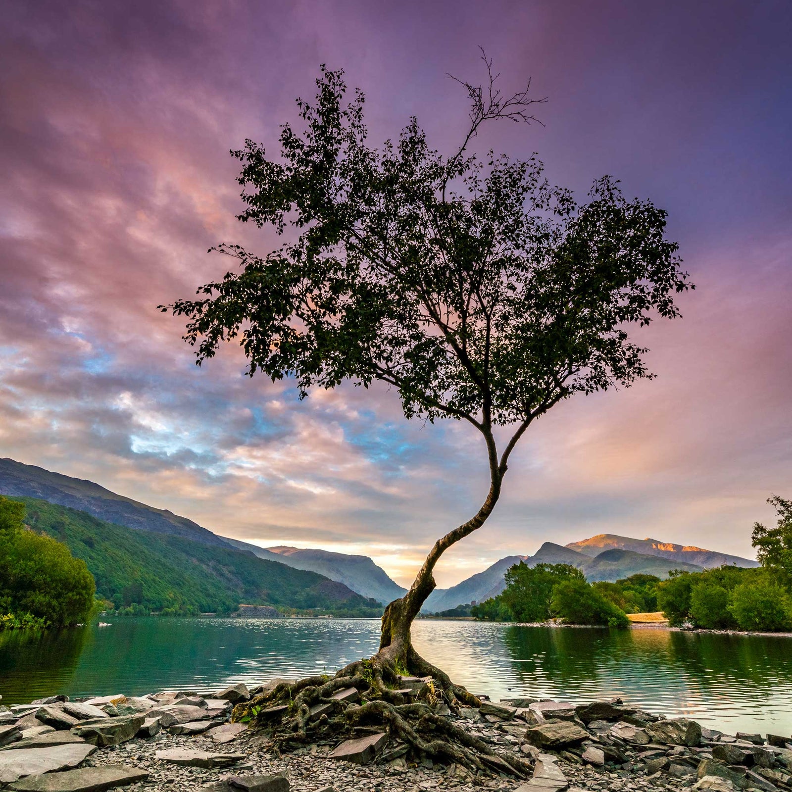 Park Life - new collection in our Image Library for Acoustic Artwork Panels