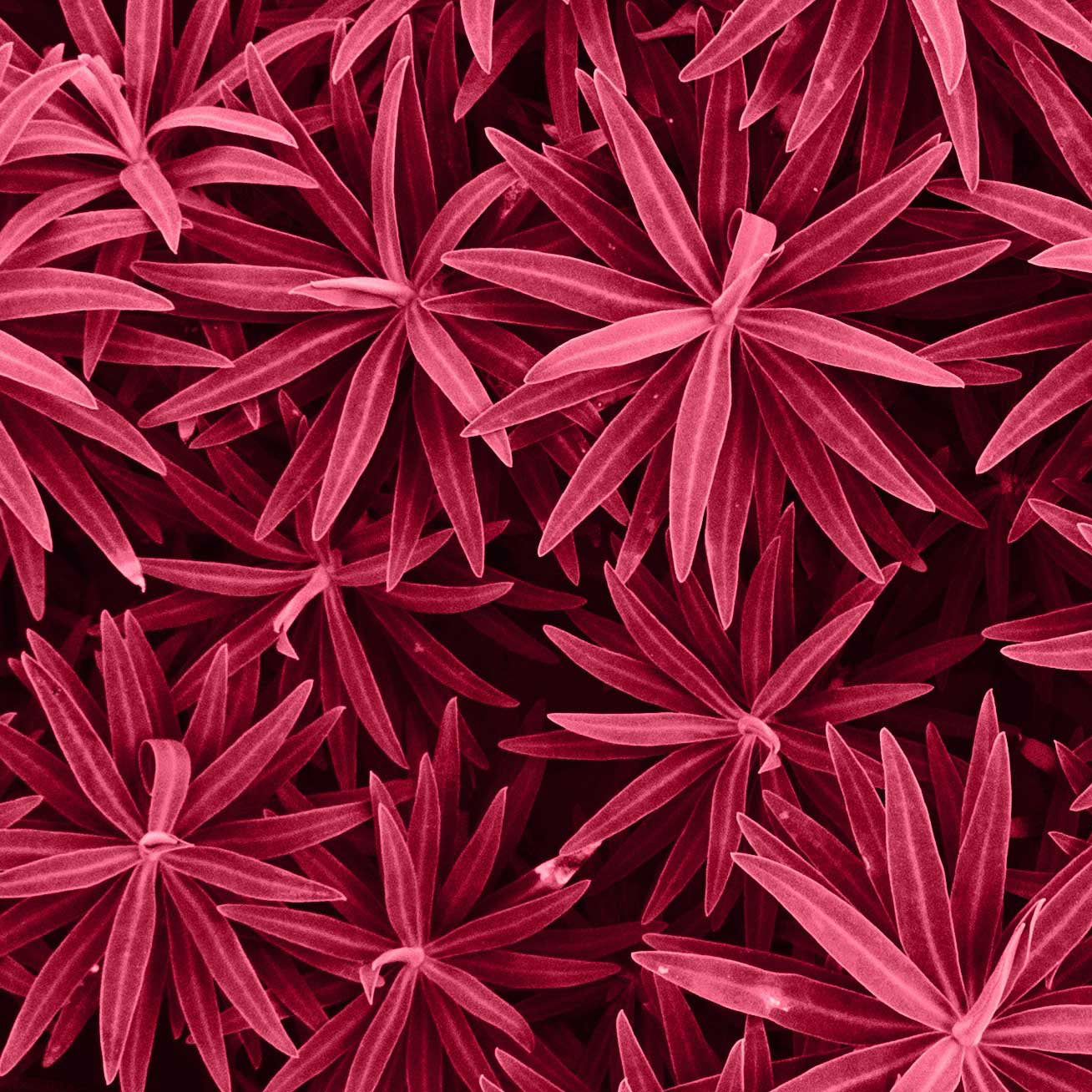 Viva Magenta - Pantone’s Color of the Year 2023