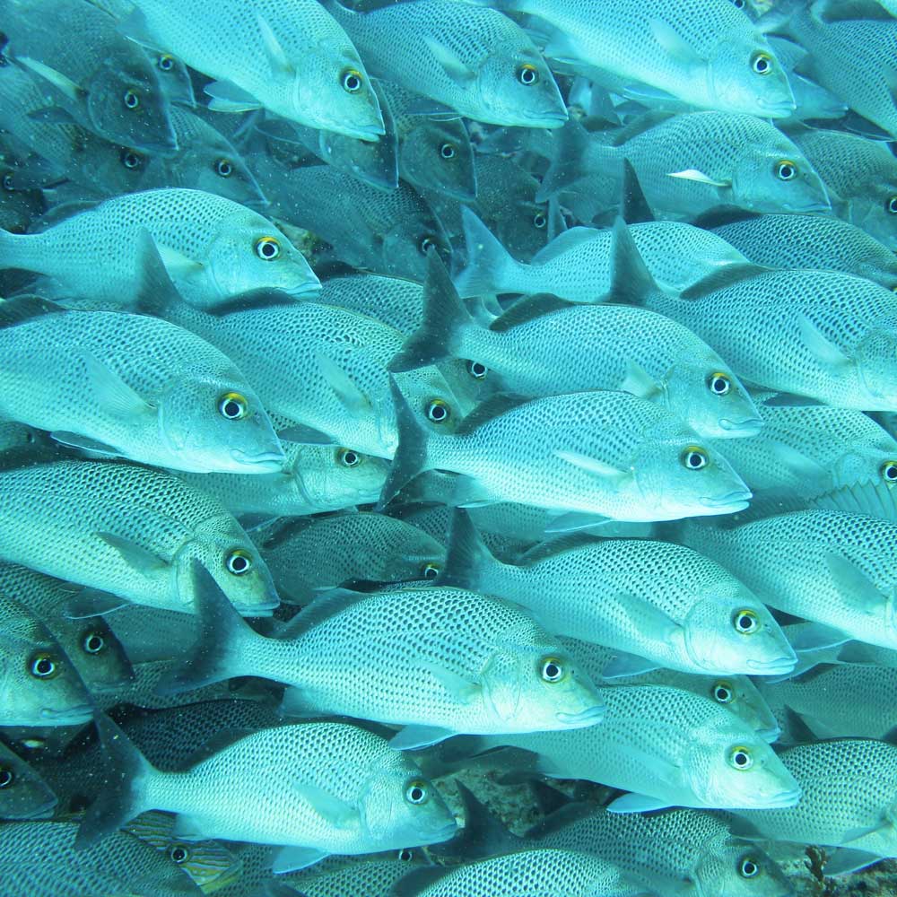 "Wildlife Photography"