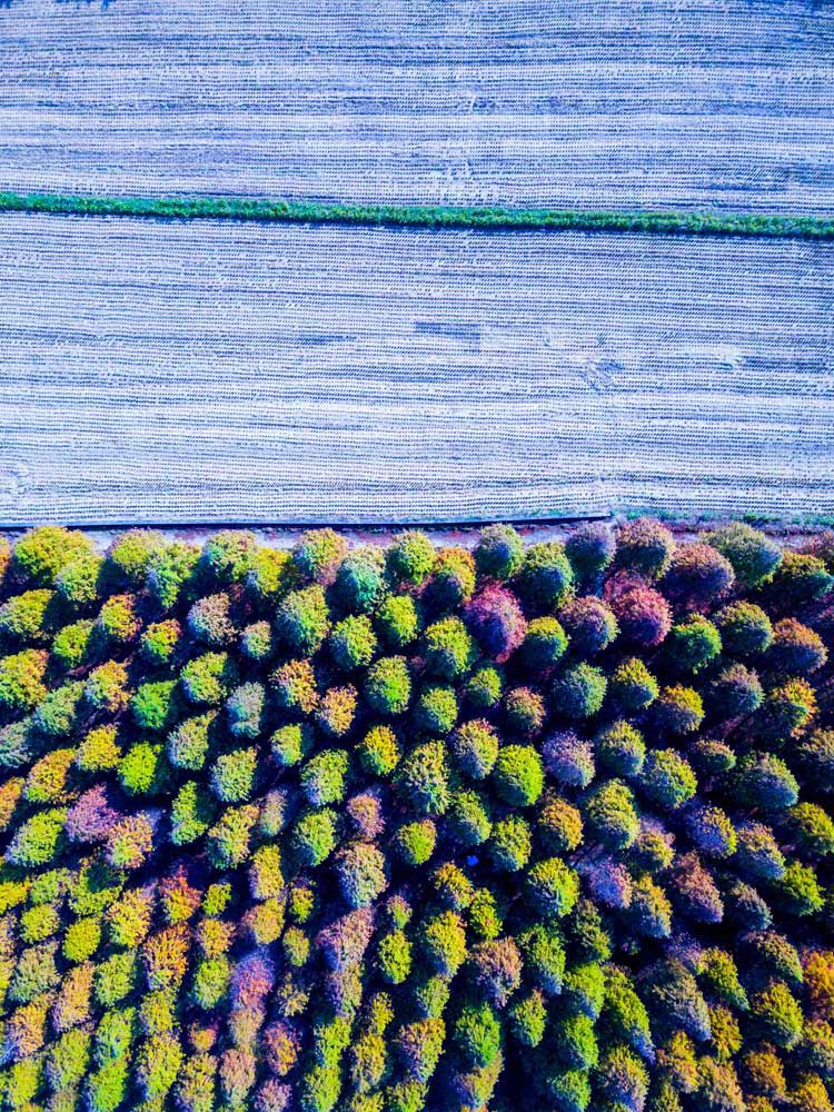Aerial Views - Deciduous Cypress (#AA_AERIALV_06P)