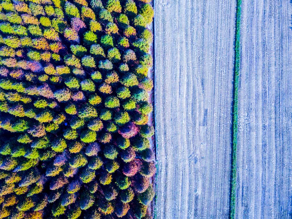 Aerial Views - Deciduous Cypress (#AA_AERIALV_06)