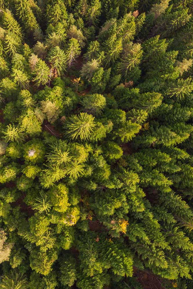 Aerial Views - Pine forest from the air  (#AA_AERIALV_09P)