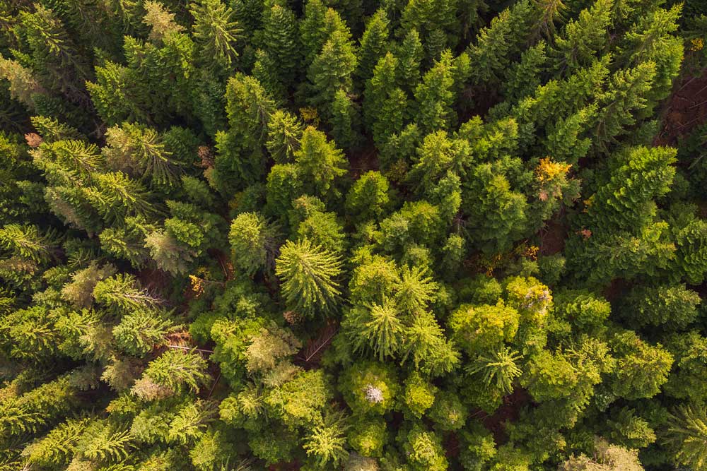 Aerial Views - Pine forest from the air  (#AA_AERIALV_09)