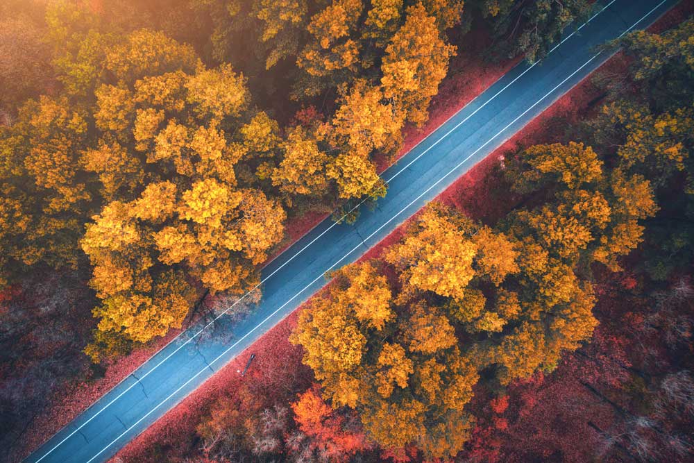 Autumn Scenes - Aerial view of beautiful Autumn forest (#AA_AUTS_05)