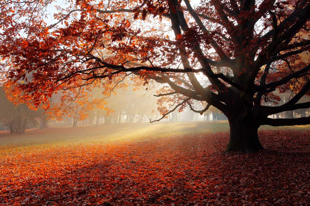 Autumn Scenes - Autumn park (#AA_AUTS_09)