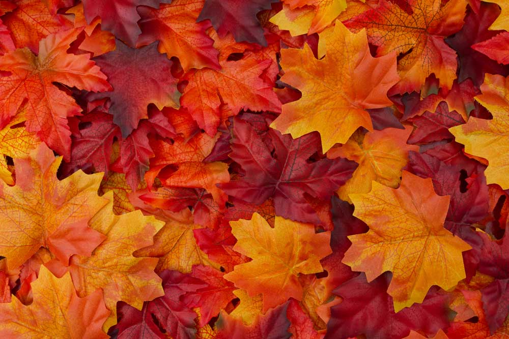 Autumn Scenes - Red and Orange Autumn Leaves (#AA_AUTS_11)
