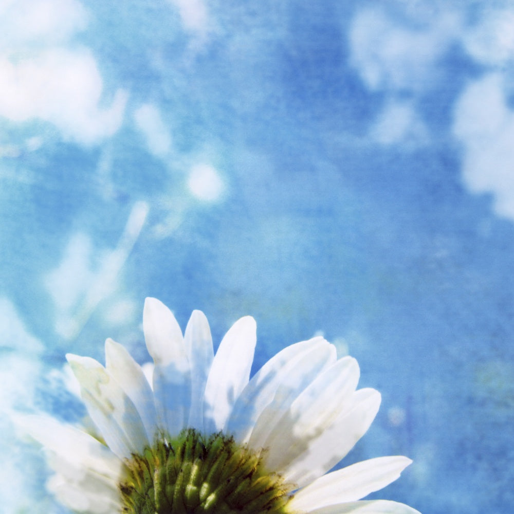 Bellis Perennis - III (#AA_BELLP_03)