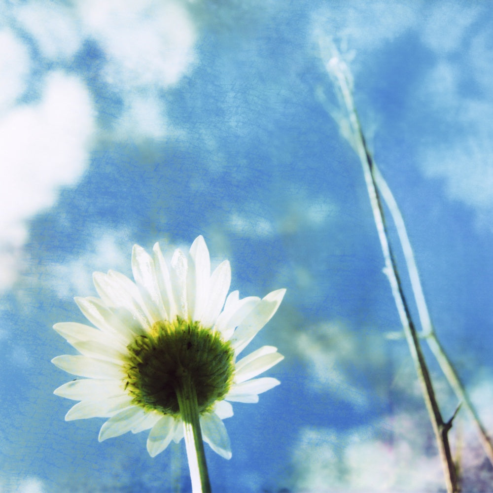 Bellis Perennis - IV (#AA_BELLP_04)