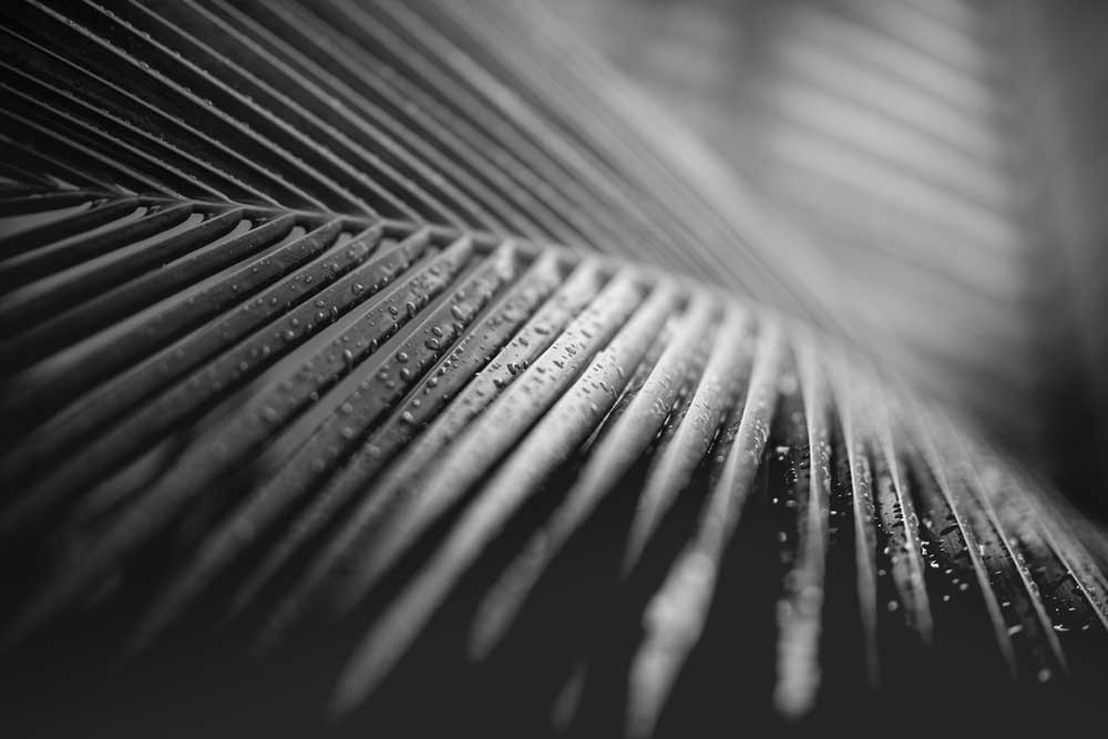 Black &amp; White Photography - Palm leaves (#AA_BW_01)