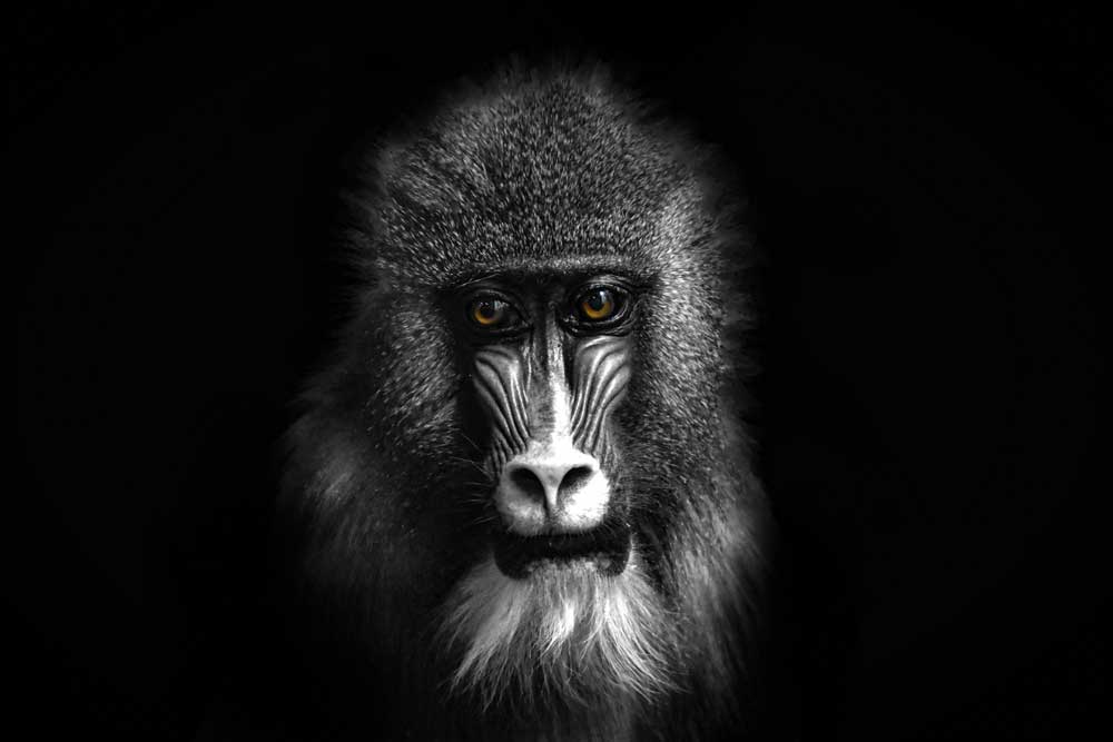 Black &amp; White Photography - Baboon portrait (#AA_BW_03)