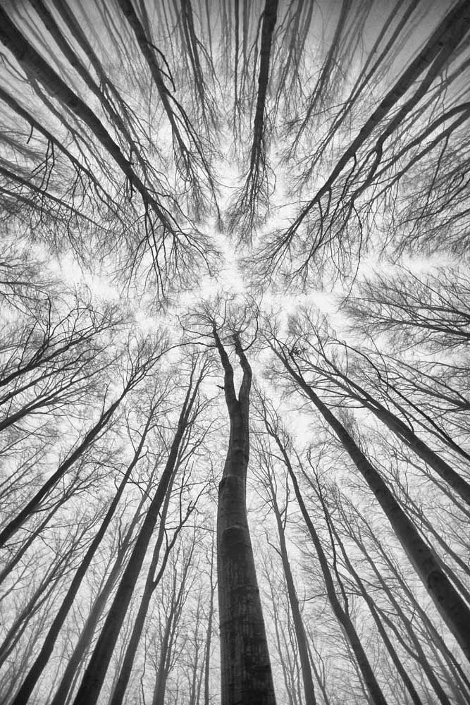 Black &amp; White Photography - Winter trees (#AA_BW_04P)