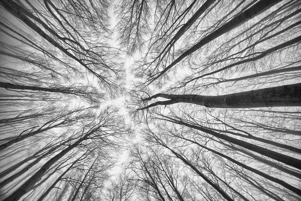Black &amp; White Photography - Winter trees (#AA_BW_04)