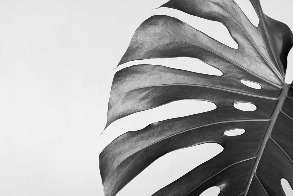 Black &amp; White Photography - Monstera leaf (#AA_BW_05)