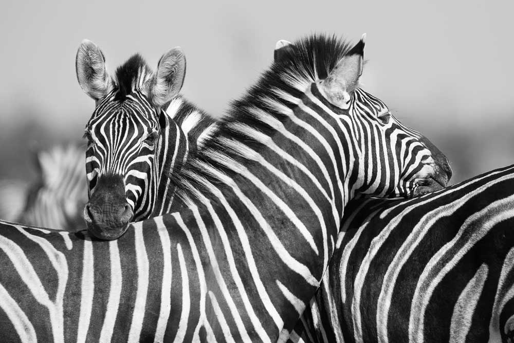 Black &amp; White Photography - Together (#AA_BW_06)