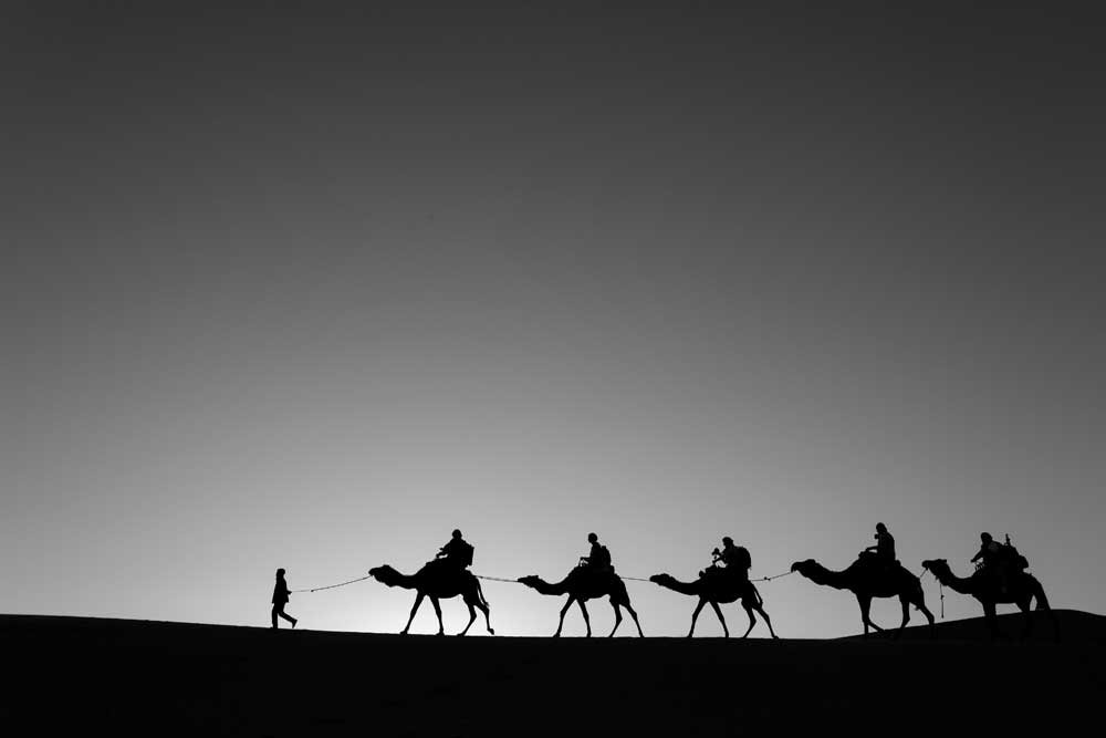 Black &amp; White Photography - Camel caravan (#AA_BW_07)